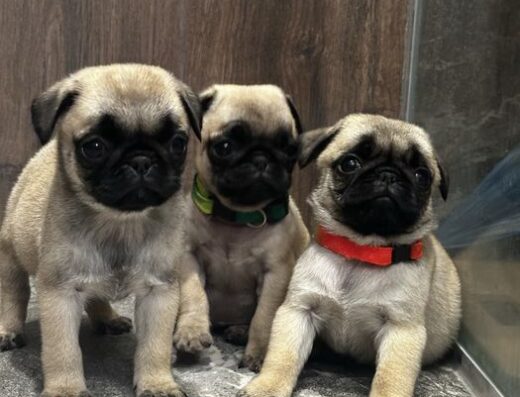 Мопс: Високопородні малюки з документами КСУ