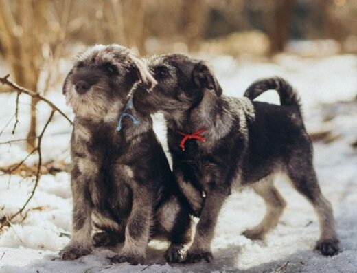 Міттельшнауцер: Цуценята від титулованої пари