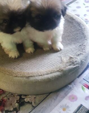 Пекінес: Гарні та грайливі хлопчики