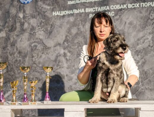 Міттельшнауцер: Цуценята від титулованої пари