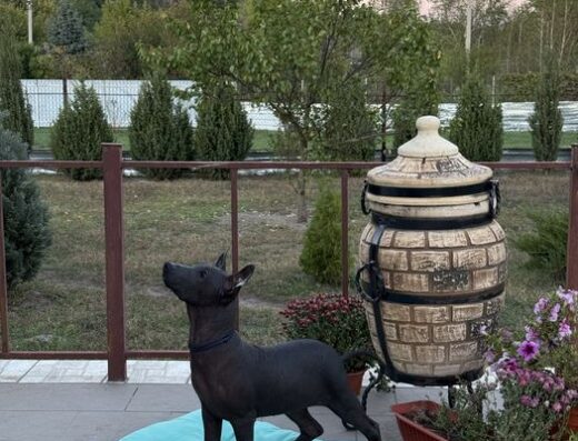 Мексиканська Гола Собака: Шикарні цуценята від розплідника “Wind Fox”