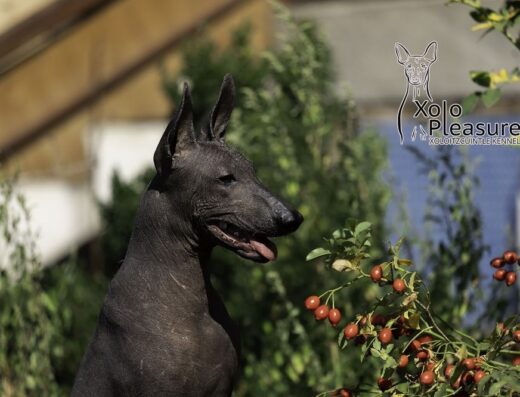 Мексиканська Гола Собака: Анатомічна дівчинка стандартного розміру