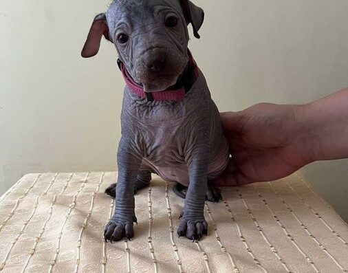 Мексиканська Гола Собака: Цуценята Ксоло-міні від титулованих батьків