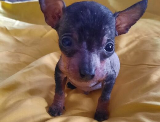 Мексиканська Гола Собака: Ніжний та чемний хлопчик