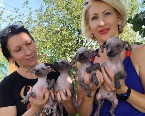 Мексиканська Гола Собака: Породні хлопчики від юних чемпіонів