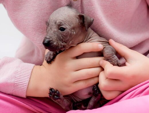 Мексиканська Гола Собака: Високопородні малюки Ксоло-міні