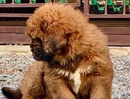 Тибетський Мастиф: Мега круті дітки від титулованих батьків