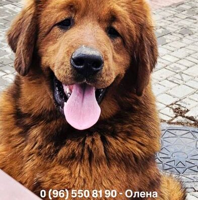 Тибетський Мастиф: Підлітки з документами у пошуку родини