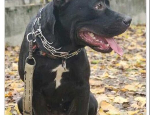 Американський Бандог: Вірні захисники з робочими якостями