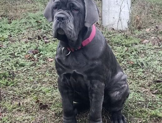Мастино Наполетано: Дівчинка з гідним родоводом