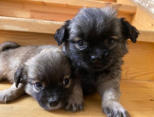 Пекінес: Цікаві та грайливі хлопчики