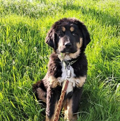 Тибетський Мастиф: Ніжна та спокійна дівчинка