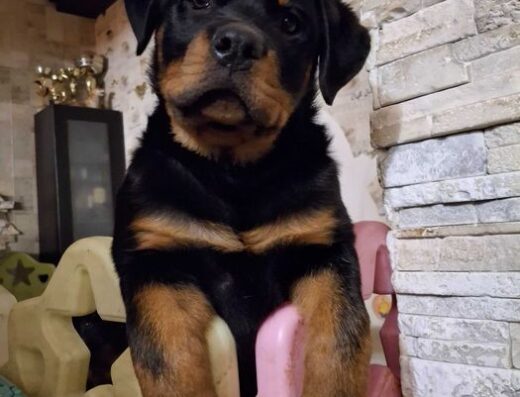 Ротвейлер: Шикарні цуценята з міжнародного розплідника