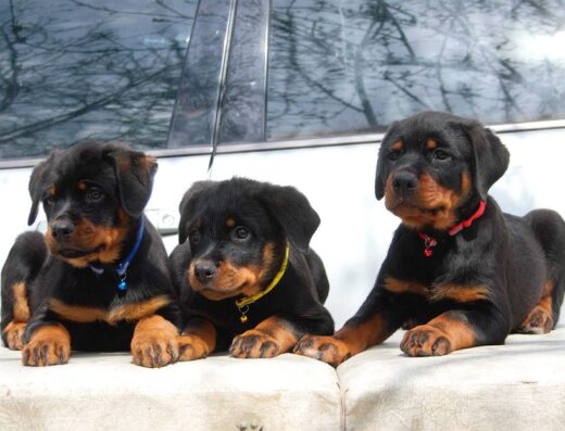 Ротвейлер: Цуценята з документами КСУ/FCI