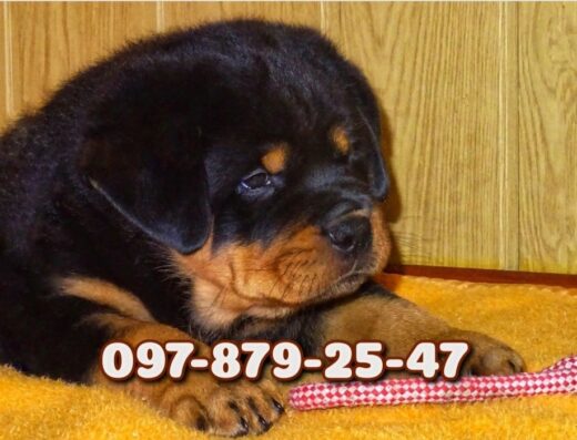Ротвейлер: Потужні цуценята у Дніпрі