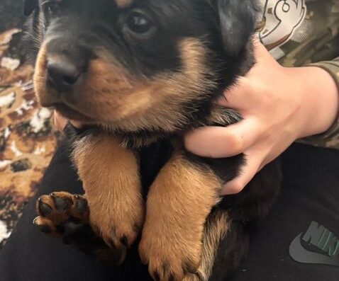 Ротвейлер: Чистокровна дівчинка шукає родину