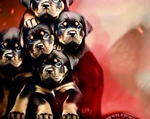 Ротвейлер: Цуценята від Інтер-Чемпіона