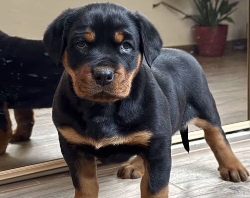 Ротвейлер: Дівчинка чекає на нову сім’ю
