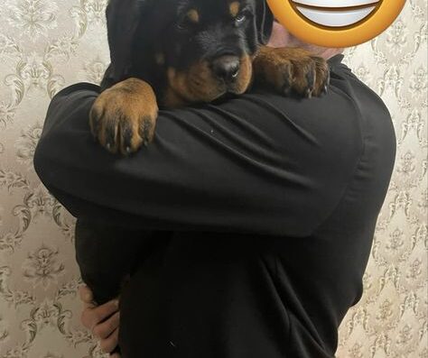 Ротвейлер: Шикарні чистокровні цуценята шукають родину