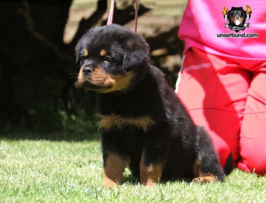 Ротвейлер: Хлопчики преміум класу з виставковим потенціалом