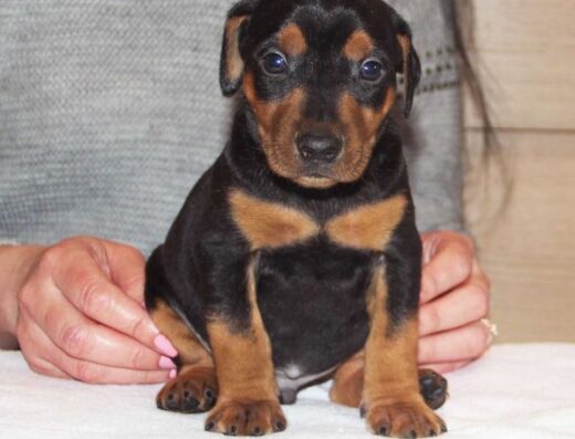 Німецький пінчер: Дві чудові дівчинки з документами