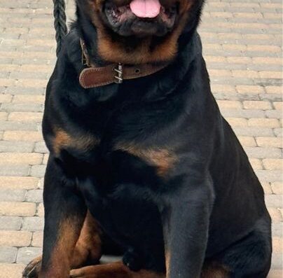 Ротвейлер: Красуні дівчатка для люблячої родини