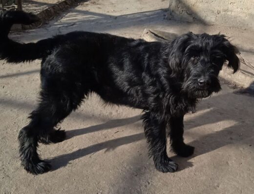 Різеншнауцер: Шикарна дівчинка від батьків чемпіонів