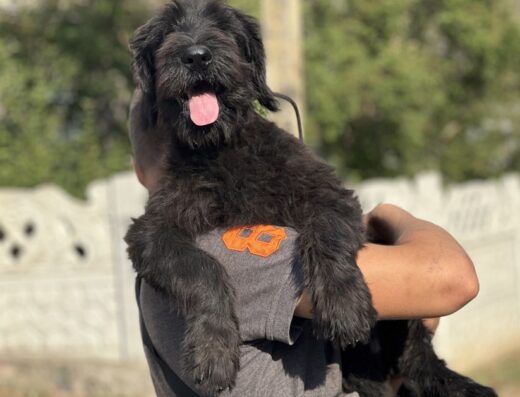 Різеншнауцер: Племінні цуценята з розплідника “Black Diamond”