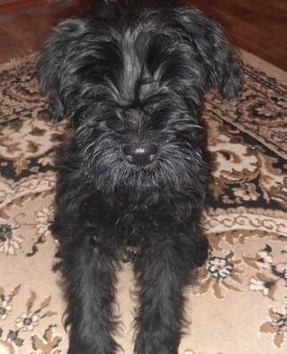 Різеншнауцер: Клубний малюк та надійний захисник