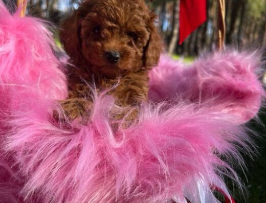 Мальтіпу: Чарівні малюки для радості та любові