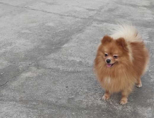 Померанський шпиц: Рудий підрощений хлопчик стандартного розміру