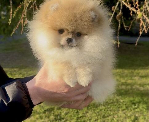 Померанський шпиц: Ексклюзивна дівчинка з елітним родоводом