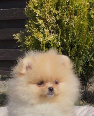 Померанський шпиц: Гламурна міні дівчинка з документами КСУ