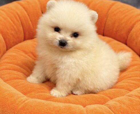 Померанський шпиц: Чарівна пухнаста дівчинка бебі-фейс