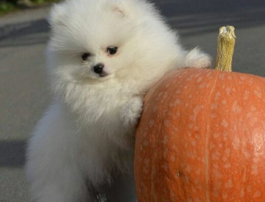 Померанський шпіц: Пухнасті міні малюки з короткими носиками