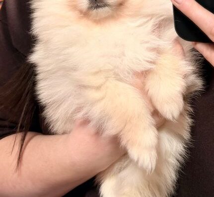 Померанський шпіц: Красивий хлопчик бежевого забарвлення