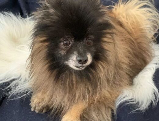 Померанський шпіц: Котигорошок — робочий кобель для в’язки