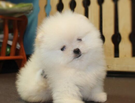 Померанський шпіц: Елітна дитина типу ведмедик від “LUXPOM”