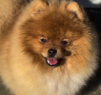 Померанський шпіц: Пухнастий малюк типу ведмедик