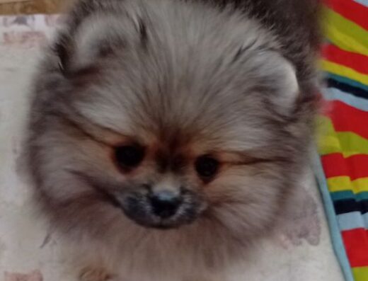 Померанський шпіц: Хлопчик соболиного забарвлення
