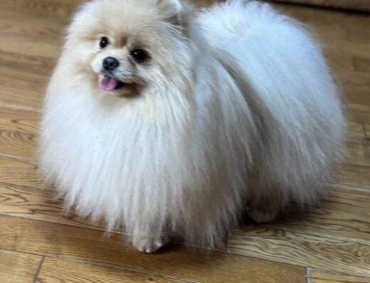 Померанський шпіц: Неймовірно пухнастий хлопчик типу ведмедик
