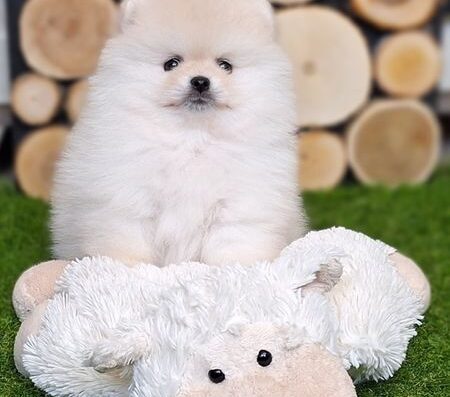 Померанський шпіц: Білосніжні малюки з родоводом КСУ-FCI