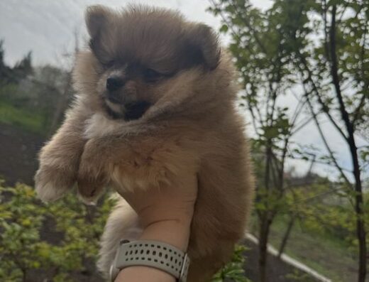 Померанський шпіц: Маленькі хлопчики-ведмедики у забарвленні оранж-соболь