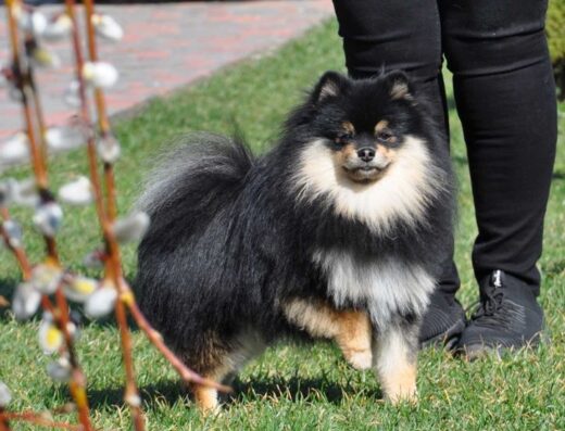 Померанський шпіц: Веселий дорослий хлопчик-красунчик