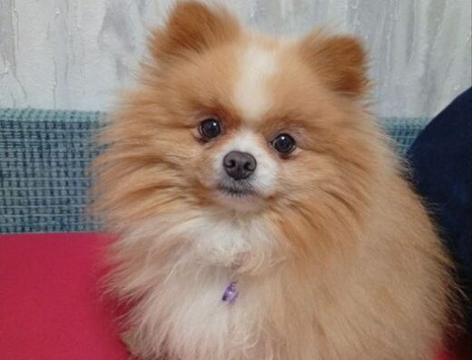 Померанський шпіц: Дорослий хлопчик шукає нову родину