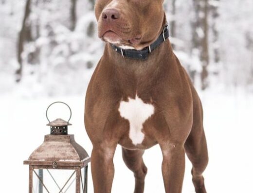 Американський пітбультер’єр: Бронювання цуценят з перевіреною генетикою