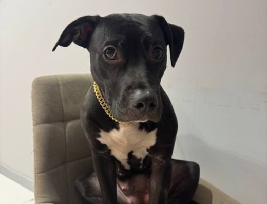 Американський пітбультер’єр: Лагідна дівчинка шукає нову родину