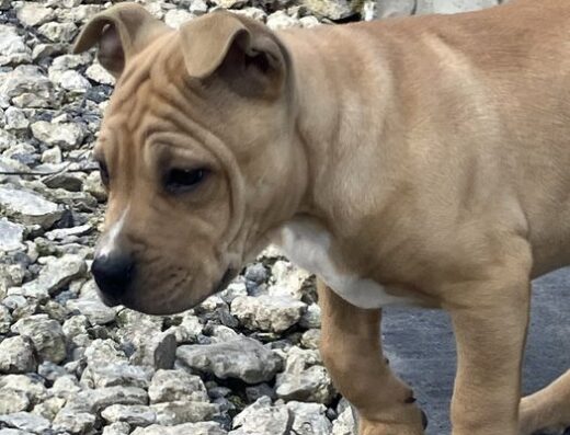 Американський піт-бультер’єр: Чистокровні малюки від спокійних батьків