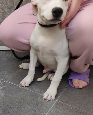 Американський піт-бультер’єр: Породні хлопчики лінії Red Alert