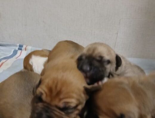 Американський пітбультер’єр: Бронювання малюків